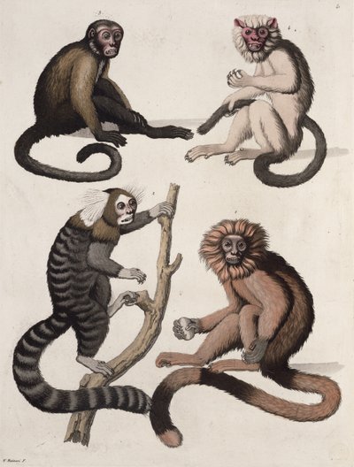 Monkeys by Vittorio Raineri
